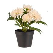 Dahlia Flowers - Cream image