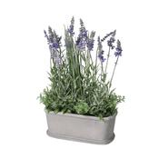 Faux Small Potted Lavender Bush