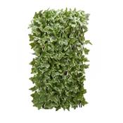 Ivy Leaf Trellis 180x60cm 