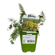 Fennel Green 