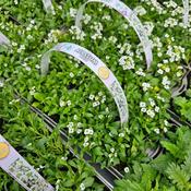 Alyssum White 10 Pack