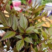 Astilbe 'Fanal' image