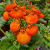 Calceolaria Slipper Flower (Orange) image