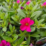 Calibrachoa Callie Rose w/Eye  image