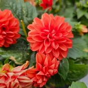 Dahlia Mix image