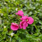 Diascia Flying Colours Rose image