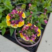 Nemesia Rhubarb &amp; Custard