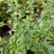 Nepeta 'Walkers Low' image