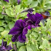 Petunia Surfinia Blue