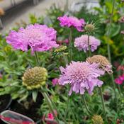 Scabiosa 'Pink Mist' image