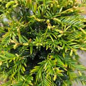 Taxus baccata 'Höpkens Gigant'