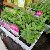 Verbena Mix 6 Pack image