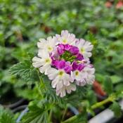 Verbena Lanai Twister Blue