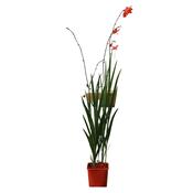 Crocosmia 'Babylon'  image