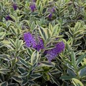 Hebe Elliptica Variegata image