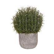 Rosemary Bush Ball in Grey Cement Pot 
