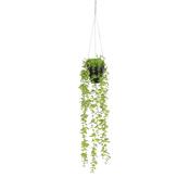Eucalyptus Hanging Plant image