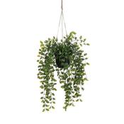 Ficus Hanging Plant image