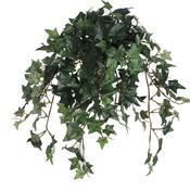 Green Ivy in Pot