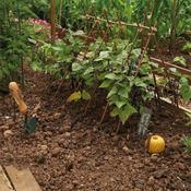 Grow It Willow Plant Sticks 1.2m 47" | 20 Pack image
