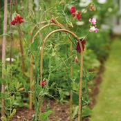 Grow It Bamboo Hoops 1.2m 47" | 3 Pack image