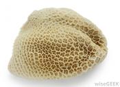 Beef Tripe image
