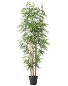 Bamboo Plant - 6ft