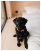 Add dog to cabin stay - Burren Nature Sanctuary