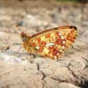 Donate to Burren Nature Sanctuary - €10