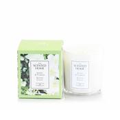 Scented Candle - Jasmine &amp; Turberose image