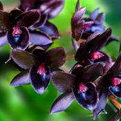 Black Orchid - Natural Soy Wax Melt Single