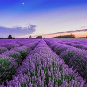 Lavender - Natural Soy Wax Melt Single