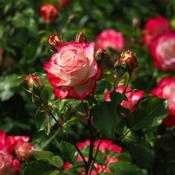 Velvet Rose &amp; Oud- Natural Soy Wax Melt Single
