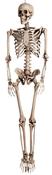 Skeleton