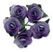 Miniature Tea Rose - Dark Lilac