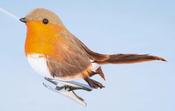 Robin On Clip