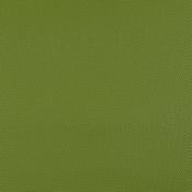 Zucchini