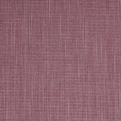 Elderberry