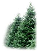 6ft Christmas Tree image