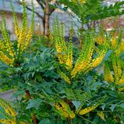 Mahonia Charity