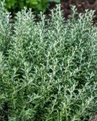 Olearia Traversii (40-50 cm)
