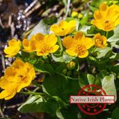 Caltha Palustris image