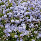 Ceanothus Thyrsiflorus Repens (20-25 cm) image