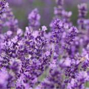 Lavandula Angustifolia Hidcote image