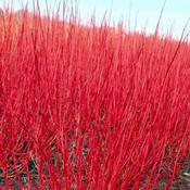 Cornus Alba Sibirica - B/R (60-90 cm)