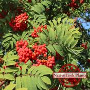 Sorbus Aucuparia (10L) image