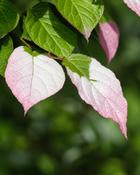 Actinidia Kolomikta (40–45 cm)
