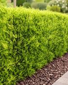 Golden Leylandii (60-65 cm)