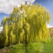 Salix x Sepulcralis Chrysocoma (160-170 cm) image