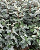 Elaeagnus Ebbengei Hedging (25-35 cm)